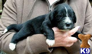 Puppies in WV